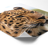 Leopard-Foto Poster (Ecke)