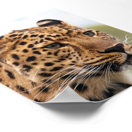 Leopard-Foto Poster (Ecke)
