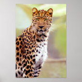 Leopard-Foto Poster (Vorne)