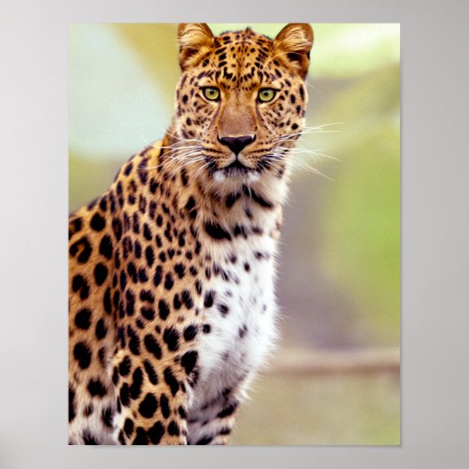 Leopard-Foto Poster (Vorne)