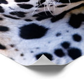 Leopard-Foto Poster (Ecke)
