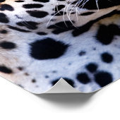 Leopard-Foto Poster (Ecke)
