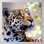 Leopard-Foto Poster (Vorne)
