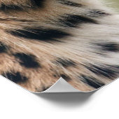 Leopard-Foto Poster (Ecke)