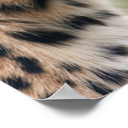 Leopard-Foto Poster (Ecke)