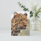 Leopard-Foto Postkarte (Stehend Vorderseite)