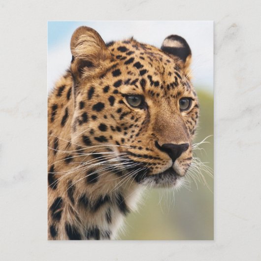 Leopard-Foto Postkarte (Vorderseite)