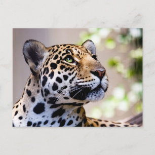 Leopard-Foto Postkarte