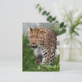 Leopard-Foto Postkarte (Stehend Vorderseite)