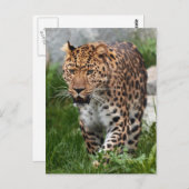 Leopard-Foto Postkarte (Vorne/Hinten)