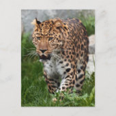 Leopard-Foto Postkarte (Vorderseite)