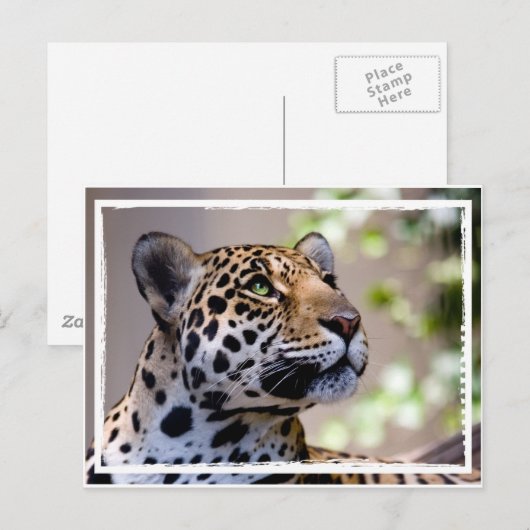 Leopard-Foto Postkarte (Vorne/Hinten)