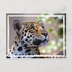 Leopard-Foto Postkarte