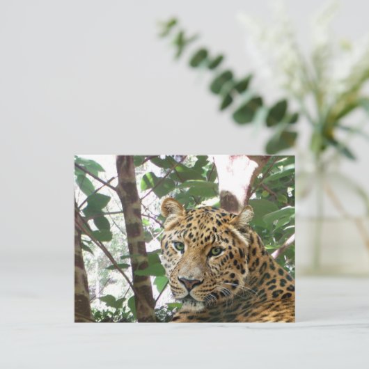 Leopard Foto Postkarte (Stehend Vorderseite)