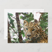 Leopard Foto Postkarte (Vorne/Hinten)