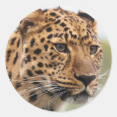 Leopard-Foto Runder Aufkleber (Vorderseite)