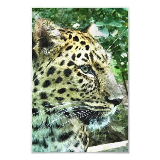 LEOPARD FOTODRUCK (Vorne)