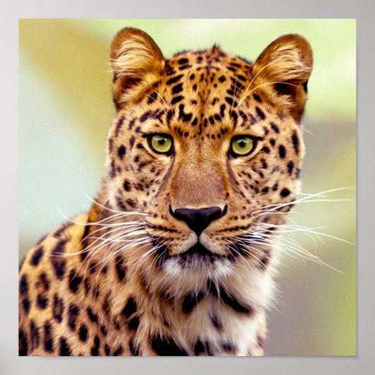 Leopard-Fotografie Poster (Vorne)