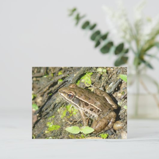 Leopard Frog Postcard Postkarte (Stehend Vorderseite)