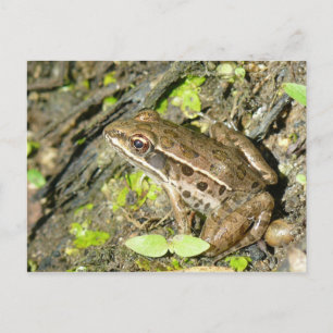 Leopard Frog Postcard Postkarte