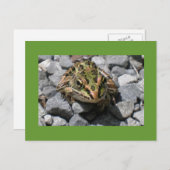 Leopard Frog Postkarte (Vorne/Hinten)