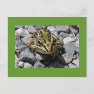 Leopard Frog Postkarte