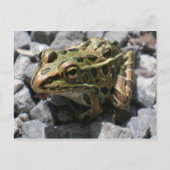 Leopard Frosch Postkarte (Vorderseite)
