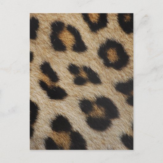Leopard Fur Textur Muster Postkarte (Vorderseite)