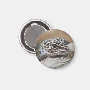 Leopard Gecko Eyes Mouth Face Nah Magnet