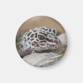 Leopard Gecko Eyes Mouth Face Nah Magnet (Vorne)