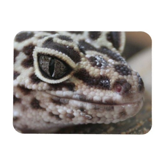 Leopard Gecko Eyes Mouth Face Nah Magnet (Horizontal)