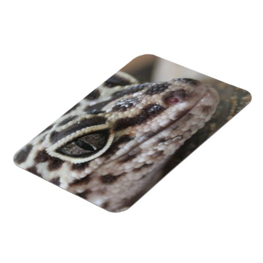 Leopard Gecko Eyes Mouth Face Nah Magnet (Linke Seite)