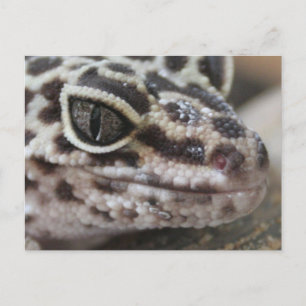 Leopard Gecko Eyes Mouth Face Nah Postkarte