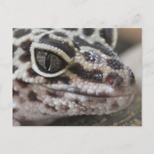 Leopard Gecko Eyes Mouth Face Nah Postkarte (Vorderseite)