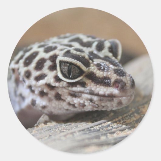 Leopard Gecko Eyes Mouth Face Nah Runder Aufkleber (Vorderseite)
