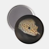 Leopard Gecko Magnet (Vorderseite/Rückseite)