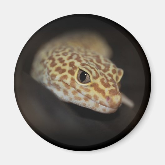 Leopard Gecko Magnet (Vorne)