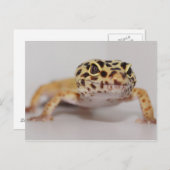 Leopard Gecko Postcard Postkarte (Vorne/Hinten)