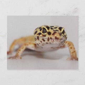 Leopard Gecko Postcard Postkarte