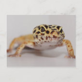Leopard Gecko Postcard Postkarte (Vorderseite)