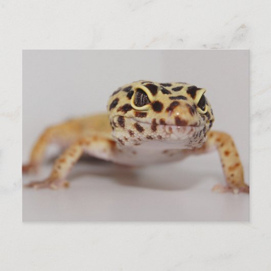 Leopard Gecko Postcard Postkarte (Vorderseite)