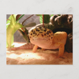 Leopard Gecko Postcard Postkarte