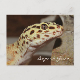 Leopard Gecko Postcard Postkarte