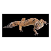 Leopard Gecko Poster (Vorderseite)