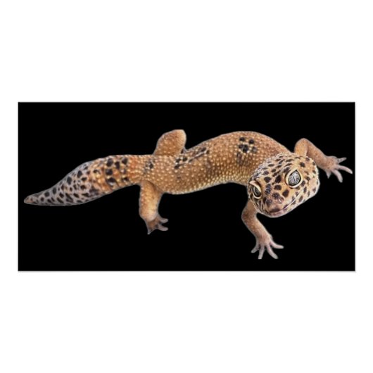 Leopard Gecko Poster (Vorderseite)