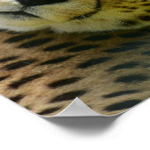 Leopard-Gepard-Foto Poster (Ecke)