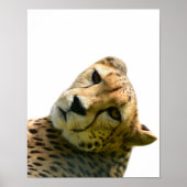 Leopard-Gepard-Foto Poster (Vorne)