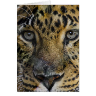 Leopard-Gesicht des Hungers