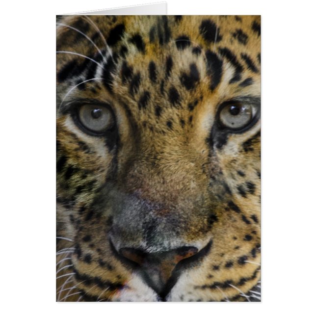 Leopard-Gesicht des Hungers (Vorne)