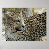 Leopard-Gesichtsseite Poster (Vorne)